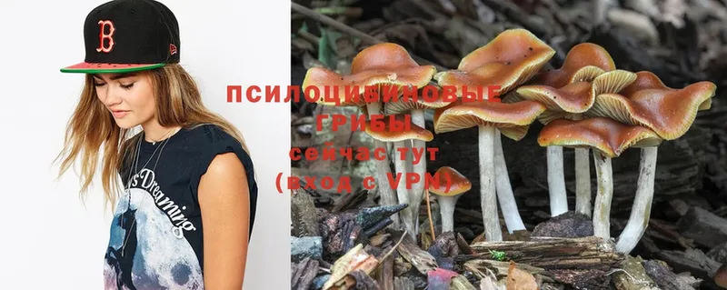 Псилоцибиновые грибы Psilocybine cubensis  Полярные Зори 